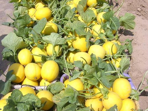 甜瓜爆料炮台视频大全,揭秘热门游戏幕后精彩瞬间  第2张