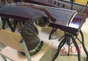 小猫时装爆料视频,小猫时装爆料视频惊艳亮相  第2张